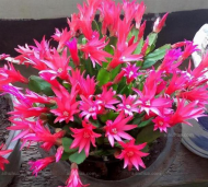 冬天养护蟹爪兰,千万不要这样做! 冬天养护蟹爪兰,千万不要这样做!