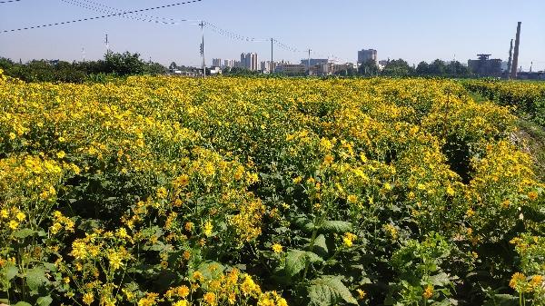 菊花、葡萄、大豆等成为海南现代农业的“新宠”