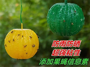 绿诱旺诱蝇球-皖乐收生物