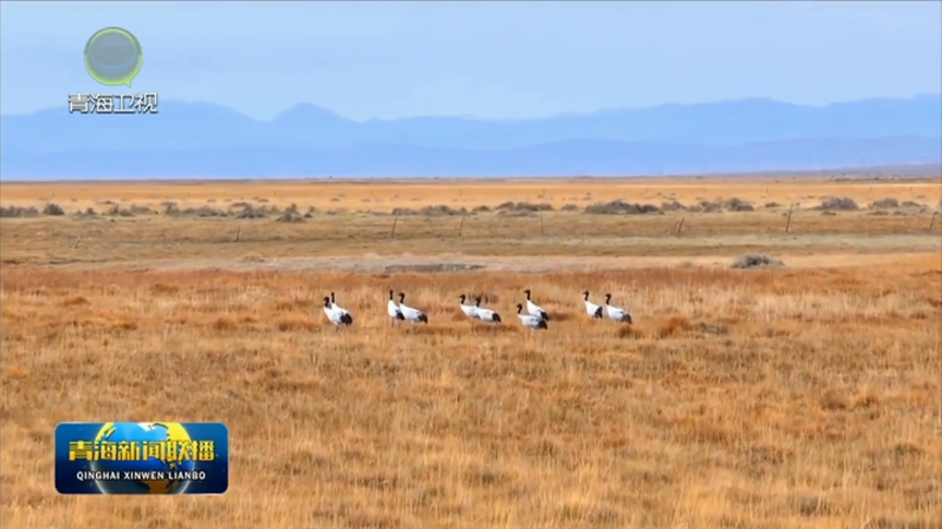 德令哈：草原溪畔 鶴舞翩躚