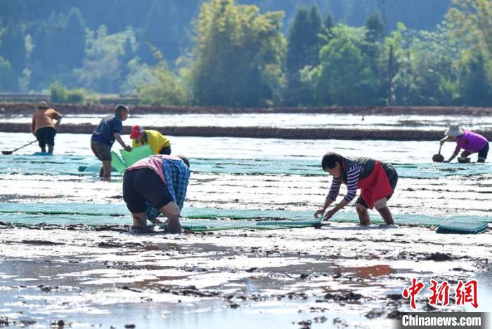 四川蓬安：集中育秧忙